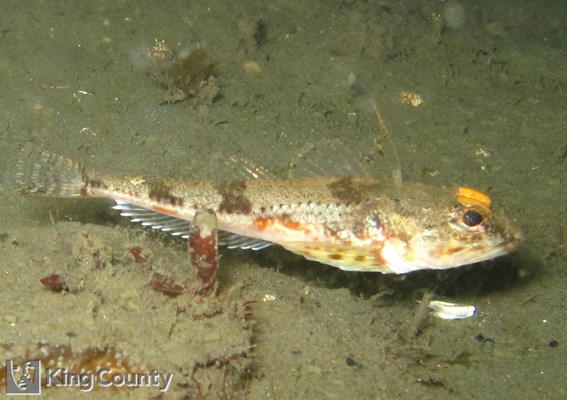 Photo of Chitonotus pugetensis
